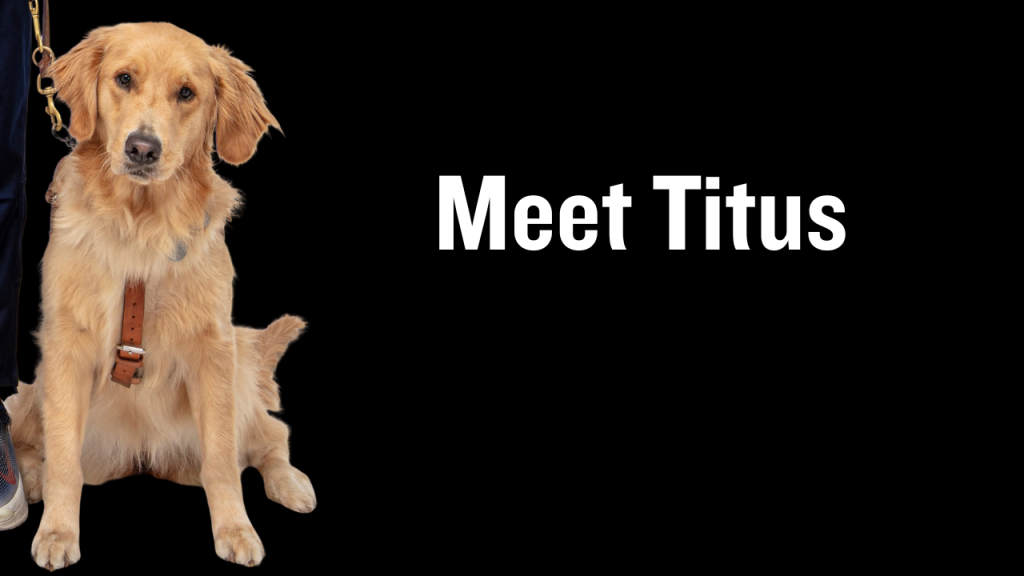 Titus, Evan's golden retriever he met during guide dog training school
